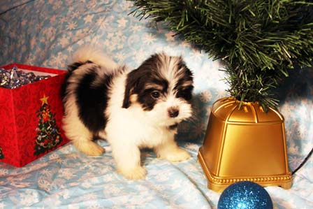havanese-puppies